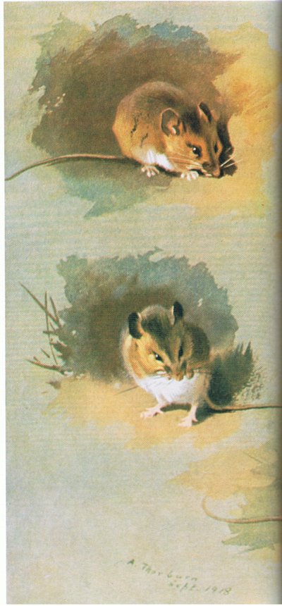 Waldmaus, veröffentlicht von Book Club Associates, 1972 von Archibald Thorburn